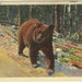 Vintage Linen Postcard - Scenic California - Brown Bear - Wild - Ephemera - 1940 - Travel Souvenir