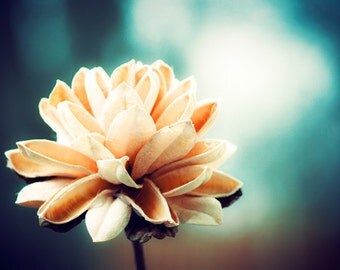 Fine Art Photography - dark teal orange turquoise aqua fall flower beige floral nature modern wall print, 10x15, 8x12 Photograph, "Timeless"