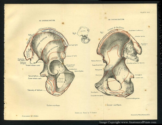 Items similar to 1887 Human Anatomy Print of the Pelvic Bones on Etsy