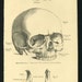 1887 Human Anatomy Prints of the Skull