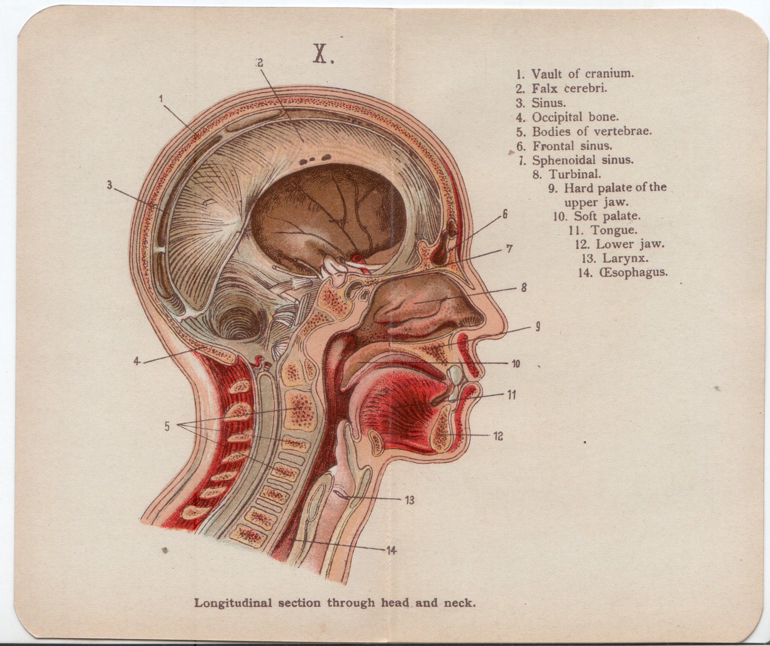 SALE 3 x Vintage Anatomy Plates: Head Eye and by WorldofRareBooks