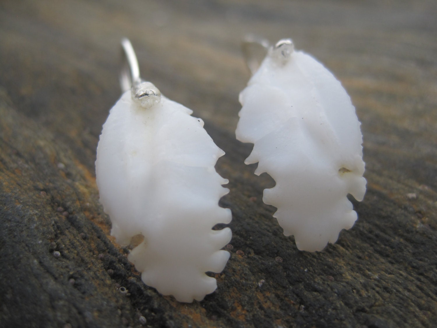Yellow Eye Rockfish Alaskan Red Snapper Otoliths Ear bone Fish