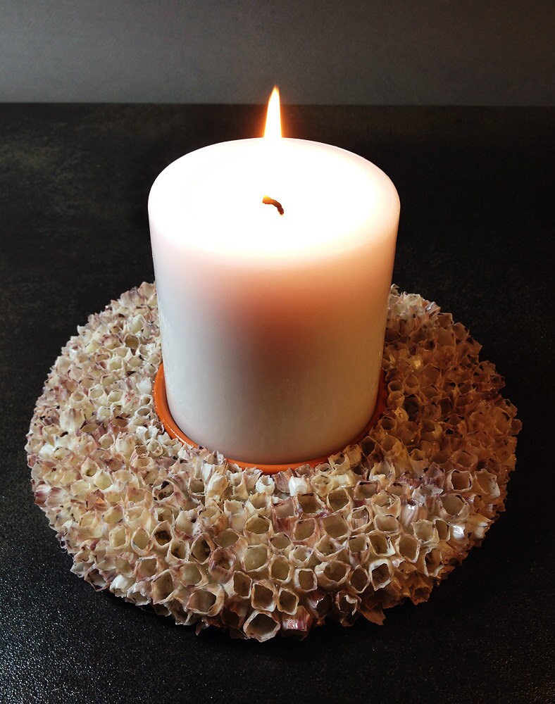 Barnacle Ring Candle Holder