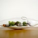 Modern Beach Vessel Lichen Moss Terrarium: white or black sand