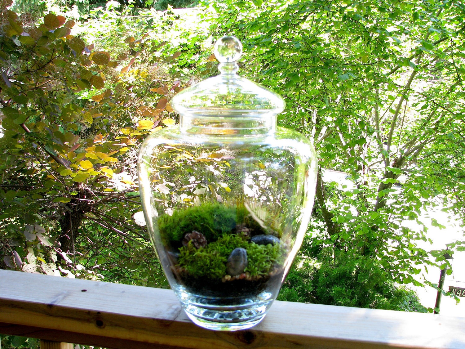 Elegant Large Apothecary Jar Moss Terrarium