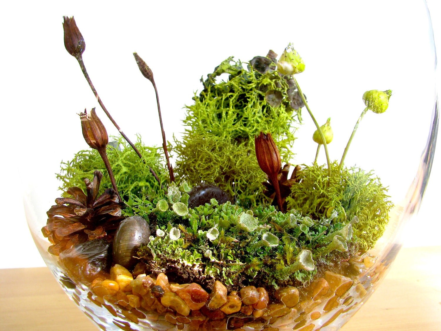 Modern Lichen Terrarium Lovely Lichen Vase Terrarium