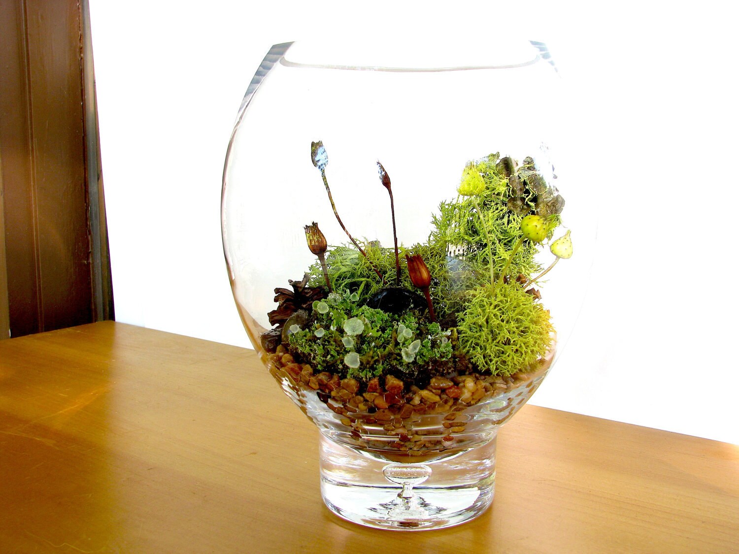 Modern Lichen Terrarium Lovely Lichen Vase Terrarium