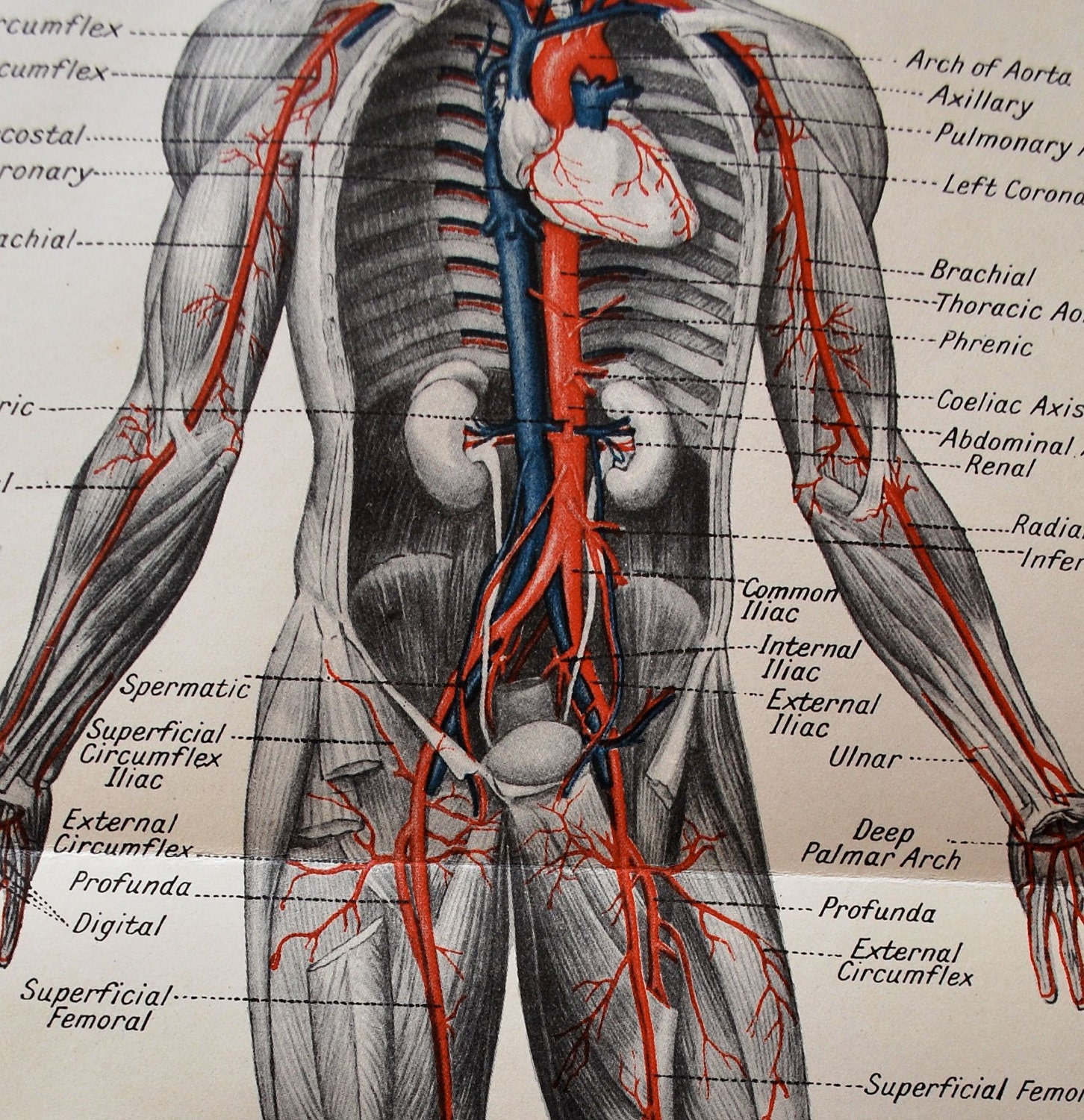 anatomy-illustration-of-human-body-roka-getdrawings-torso-anatomical