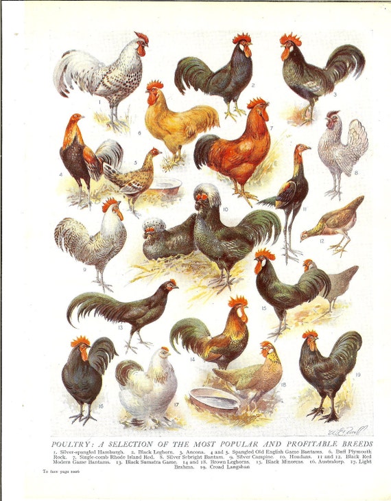 1930s Breeds Of Hens Vintage Print. Poultry Chickens. Ideal