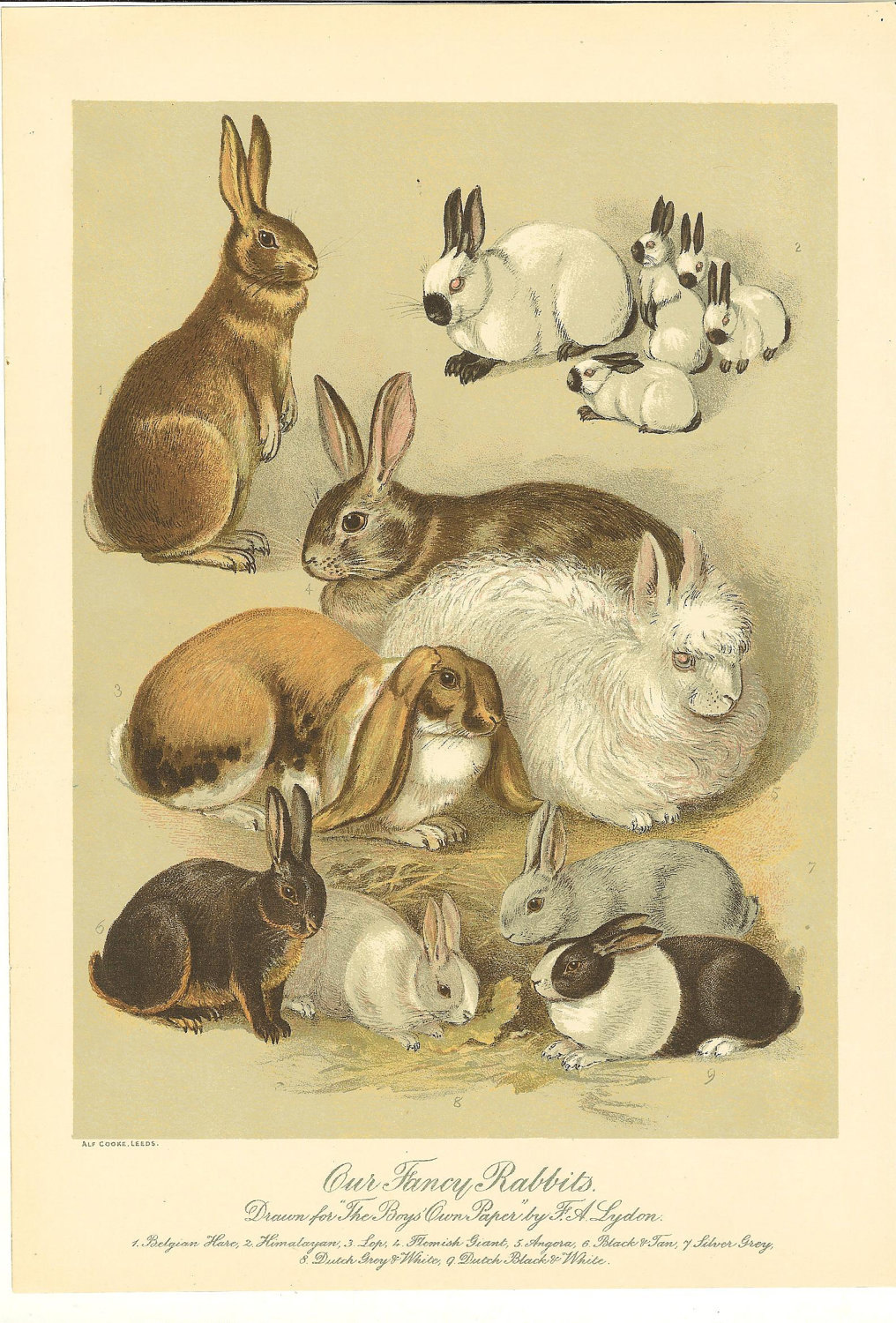 Antique Fancy Rabbit Print 1892 Breeds of Rabbits. Ideal For