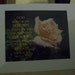SERENITY PRAYER across photo of single rose free shipping