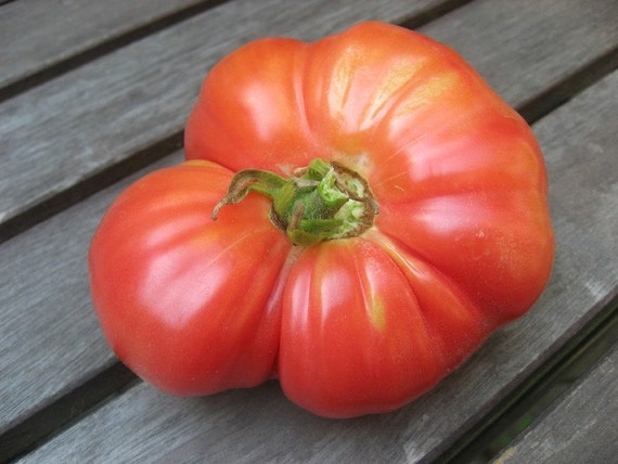 Organic Caspian Pink Heirloom Tomato Seed by EandMseeds on Etsy