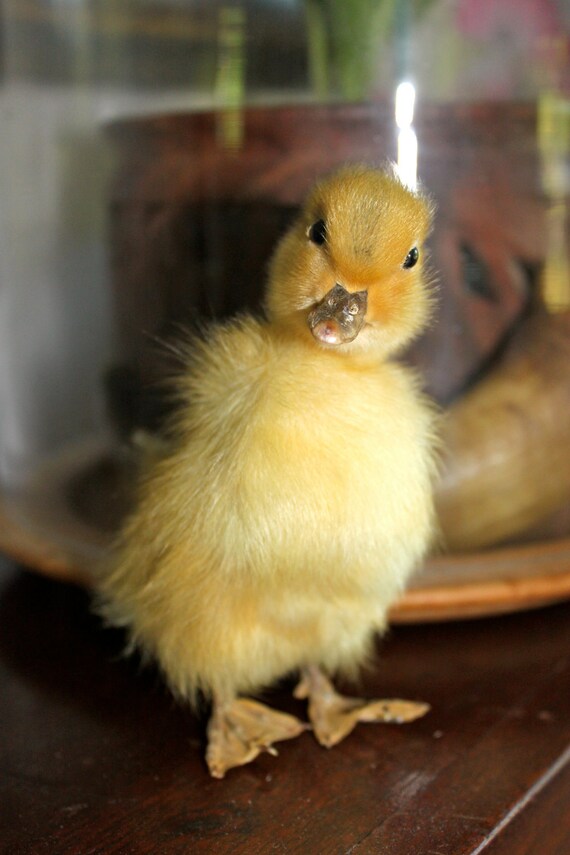 Set of 3 Taxidermy Duckling