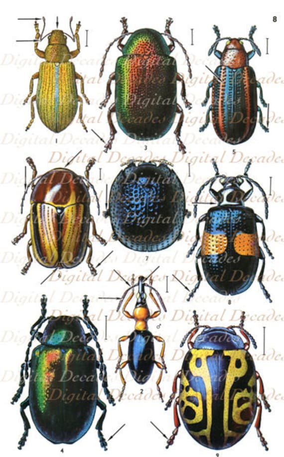 vintage insect clipart - photo #33