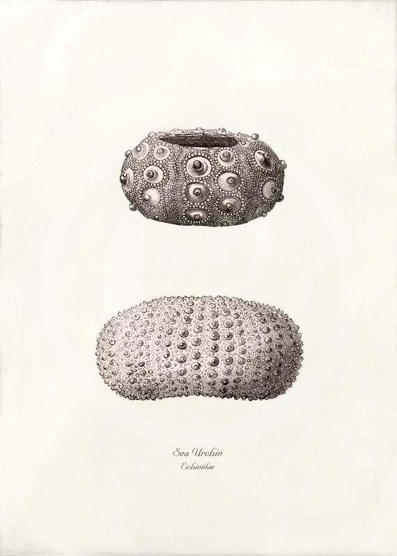 Items similar to Antique Sea Urchin Art Print 8 x 10 Sea Urchin
