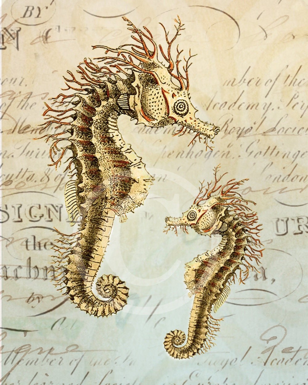 Seahorse Art Collage Print 8 x 10 Seahorse by 1001treasures