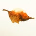 AUTUMN SALE Falling leaves: pale golden, rust red and brown leaf. original painting