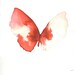 bright red and white gold butterfly
