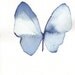 delicate pale blue butterfly original watercolour and ink painting