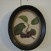Antique Lithograph Cherries Oval Frame