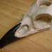 Raven's Skull Casting as Candleholder