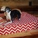 dog bed chic and modern dog cushion chevron zig zag red and ivory modern floor pillow