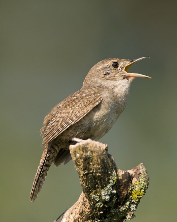 Singing House Wren Borderless Photograph Bird by DuckMarshStudio