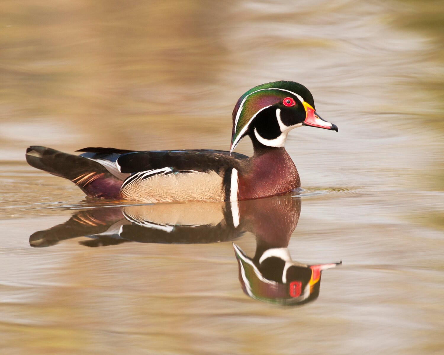 Wood Duck Borderless Fine Art Photograph Duck Art Wildlife