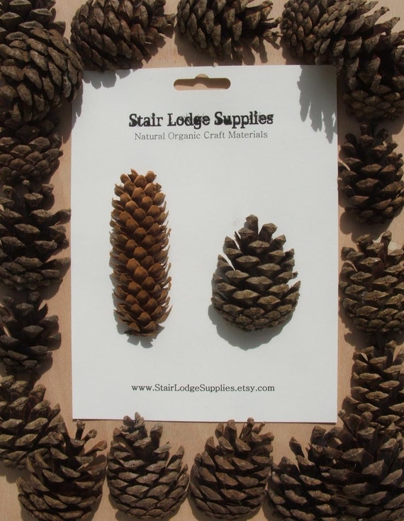 Pine Cone Halves 20 Cut in Half Scots Pine Cones Natural