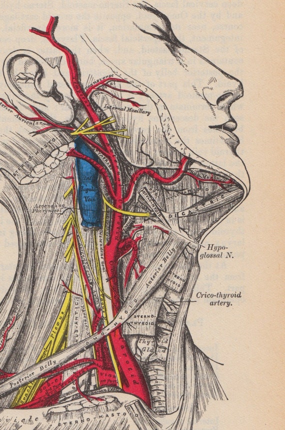 Items similar to Vintage Medical Illustrations (set 16) on Etsy