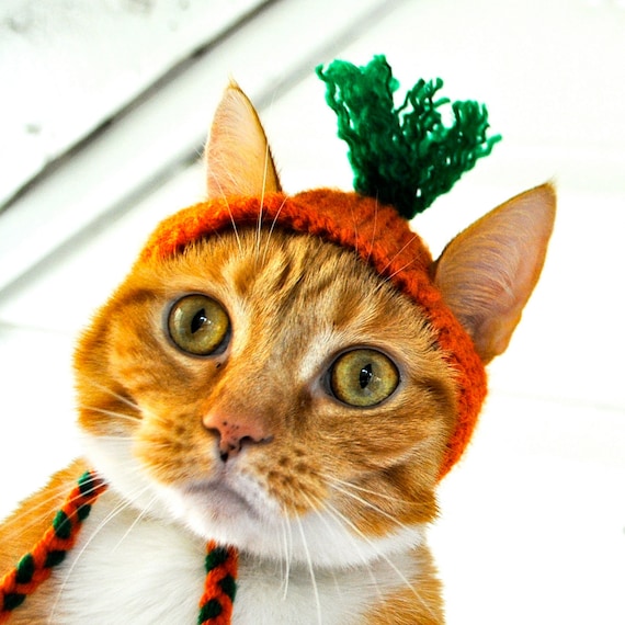 carrot costume for cats