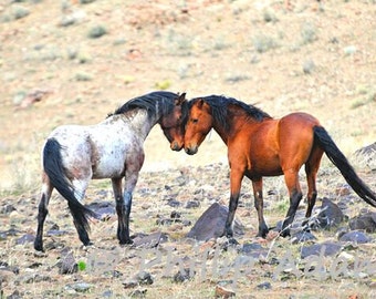 Face To Face - Mustang Stallions - 5" x 7"