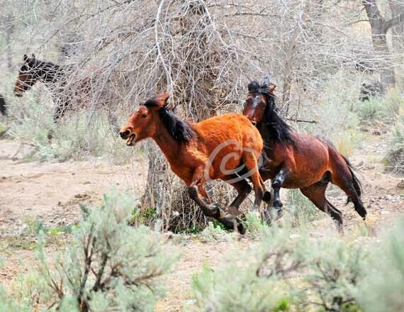 Horsing Around - Mustang Stallion & Yearling- 8.5" x 11"