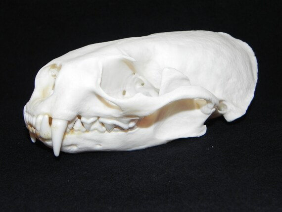 Real River Otter skull taxidermy animal bone by PorcupineBones