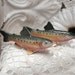5" Rainbow Trout Fish Shakers Sonsco
