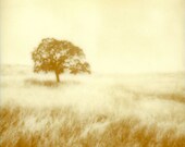 California Oak Tree, Golden hills, tall grass, 8 x 8 fine art photography, print, antique look