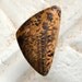 Picture Jasper Cabochon designer cut black and tan Cheetah. 24 x 41