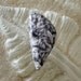 Pinolith cabochon. Black and White designer cut and polished 22 x 46
