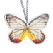 Real Whole Butterfly Necklace - Delias Hyparete