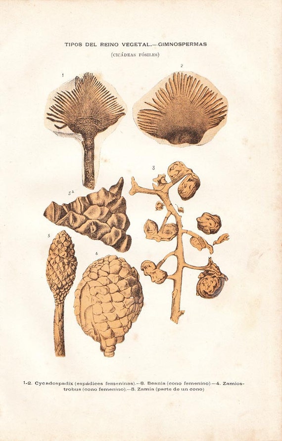 Items similar to 1891 Botanical Print Fossil Plants Lithograph ...