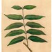 Botanical Print Flora Illustration Timor Plant Vintage