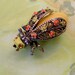 Reserved for Nan. Vintage Retro 1960's Yellow Fly Big Bug Brooch Pin. Crystals, Painted Enamel With Scrollwork. Signed Art Jewelry.