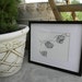 Garden Snails PEN DRAWING Price Reduced