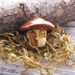Tiny Mushroom Cottage House - Apothecary Terrarium Moss Decoration - Ceramic Home Decor