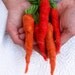 Needle felted carrots for Easter decor and bowl fillers woodland decor