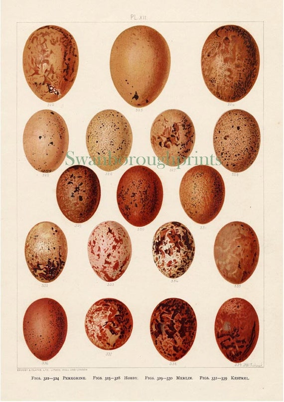 Bird Eggs Print - Birds of Prey - Raptor eggs - Peregrine Falcon ...