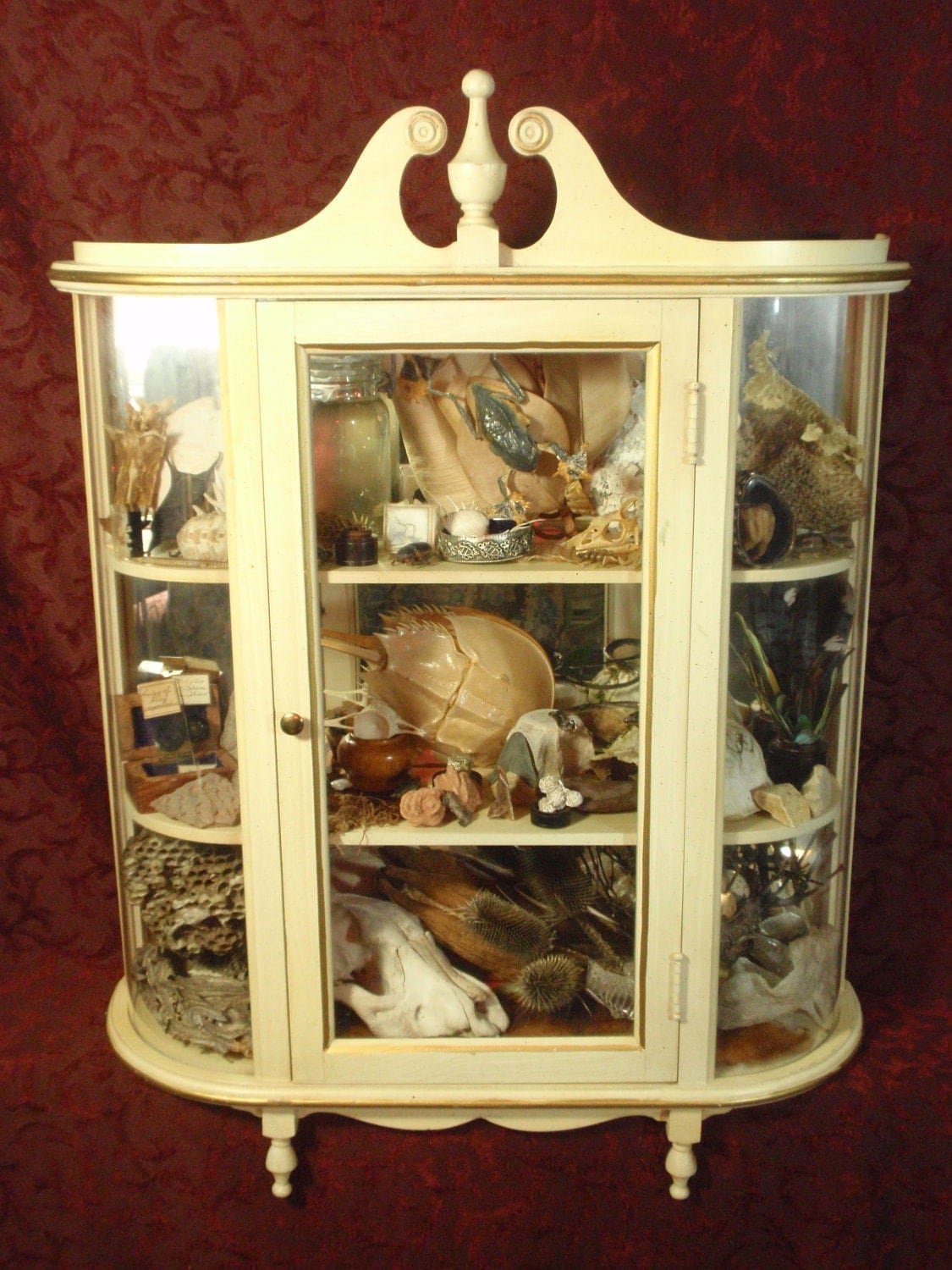 Curiosity Cabinet 1 A Collection Of By Thecuriodditiescabin 9685