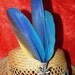 Macaw Parrot Feather Clip