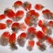 Macaw Parrot Feathers
