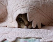 Notecard - Tabby cat hiding under quilt, scaredy cat, cat nose, cat's eye, cat photo card
